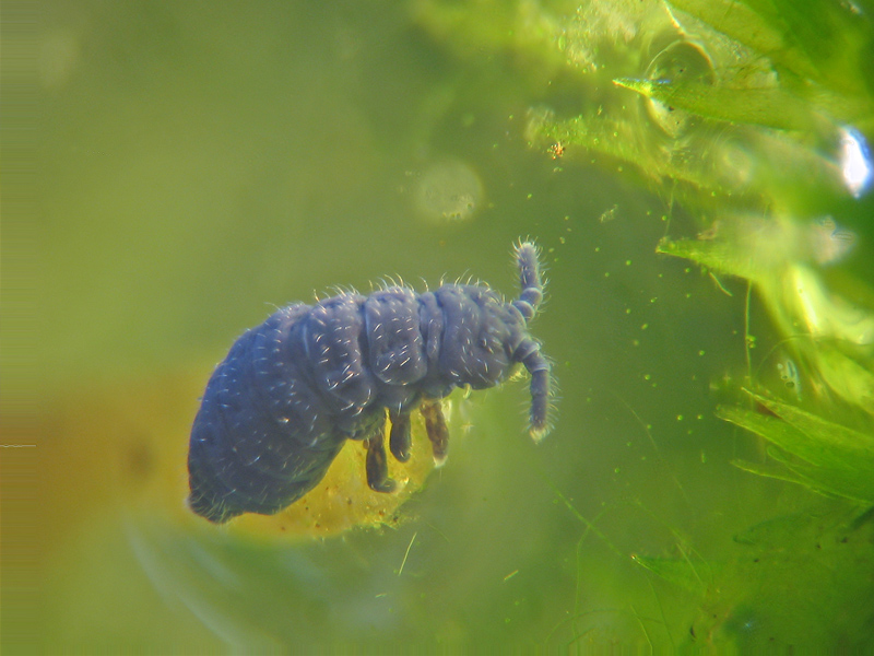 Podura acquatica